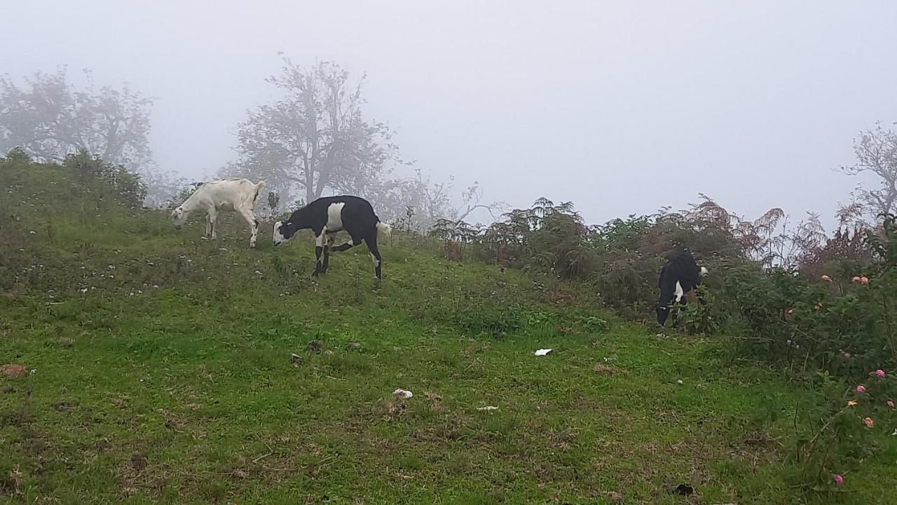 Salora Kodai Kodaikanal Exteriör bild
